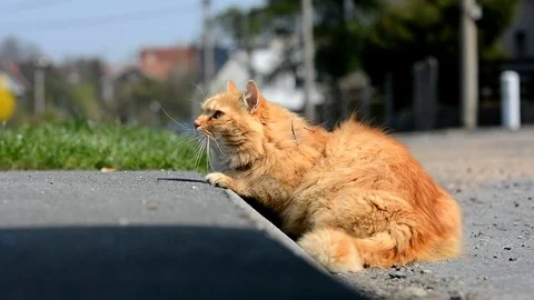 Big ginger Siberian cat lying in the street. Stock Footage 74932263