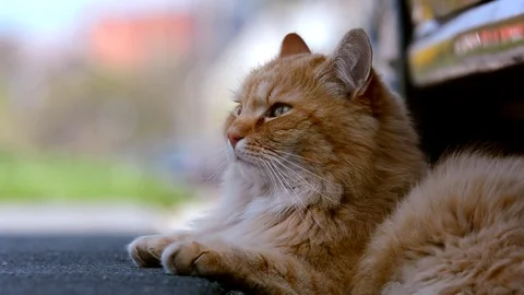 Big ginger Siberian cat lying in the street. Stock Footage 74932267