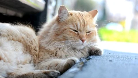 Big ginger Siberian cat lying in the street. Stock Footage 74932273