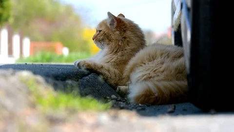 Big ginger Siberian cat lying in the street. Stock Footage 74932276