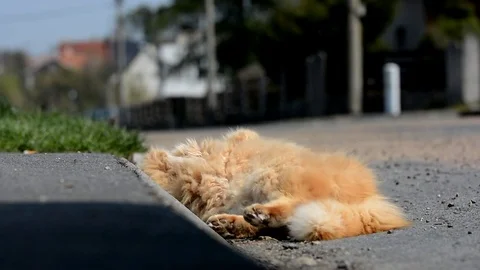 Big ginger Siberian cat lying in the street. Stock Footage 74932294