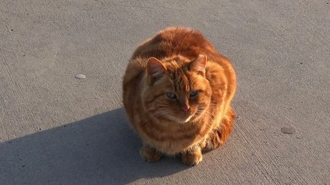 Big Ginger Striped Cat Video stock 103462179
