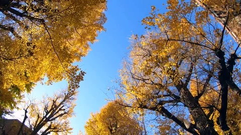 Big Ginkgo tree on blue sky, Yellow leaves on canopy. Stock Footage 100416612