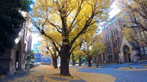 Big Ginkgo tree on blue sky, Yellow leaves on canopy. Stock Footage 101239797