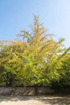 Big ginkgo tree Stock Photos