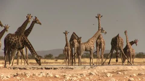Big giraffe herd drinking Stock Footage 11975426
