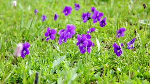 Big glade with blossoming violets Stock Footage 53895047