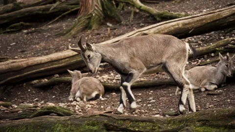 A big goat Video stock 151609310