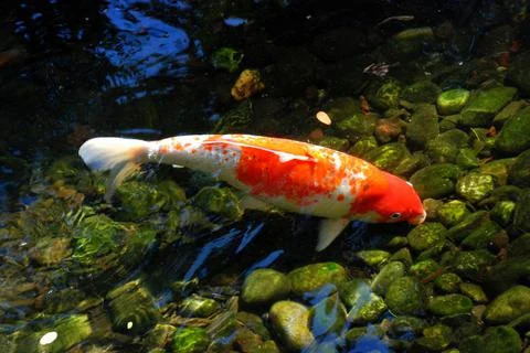 A big gold and white color "Japanese Kohaku" koi fish Stock Photos