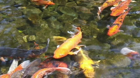 Big Gold Fish In A Koi Pond Stock Footage