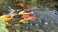 Big Gold Fish In A Koi Pond HD Footage