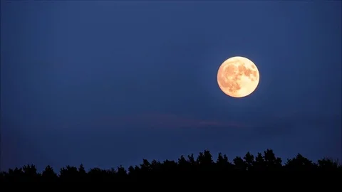 Big Golden Full Moon Rises Behind Forest. 4K Time Lapse. Stock Footage