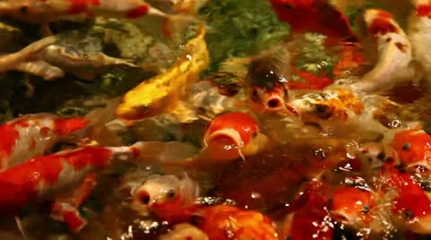 Big goldfish Stock Footage