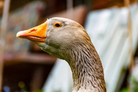 The big Goose Stock Photos
