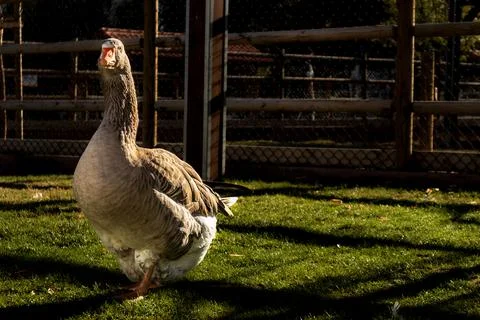 Big goose with sunset light. Posing for photography. Stock Photos