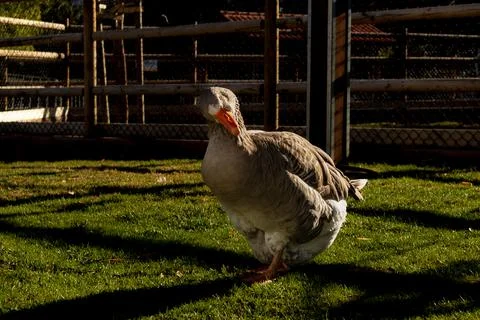 Big goose with sunset light. Posing for photography. Stock Photos