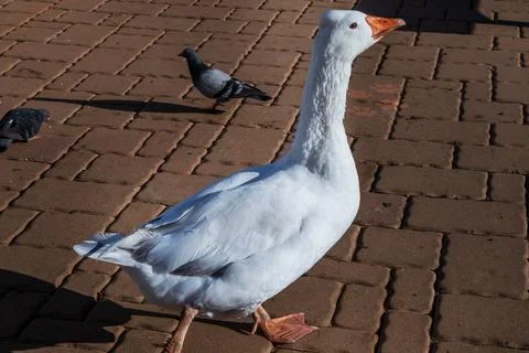 Big goose with sunset light. Posing for photography. Stock Photos