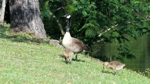 Big Goose With Two Young Ones Stock Footage 303678523