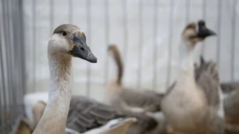 Big gooses in the farm 動画素材 114612718