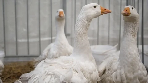 Big gooses in the farm 動画素材 114612735