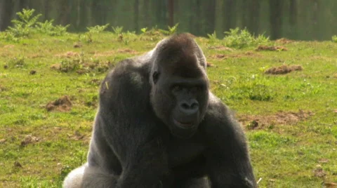 BIG Gorilla Eats up his Greens Stock Footage 420354