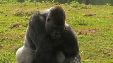 BIG Gorilla Eats up his Greens AMBAM Stock Footage 617066