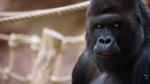 Big gorilla male eat food - detail Video stock 59461784
