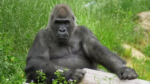 Big gorilla sitting in green grass Stock-Footage 76586063
