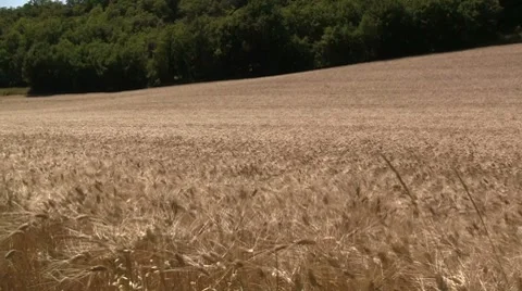 Big grain field Stock Footage 8680764