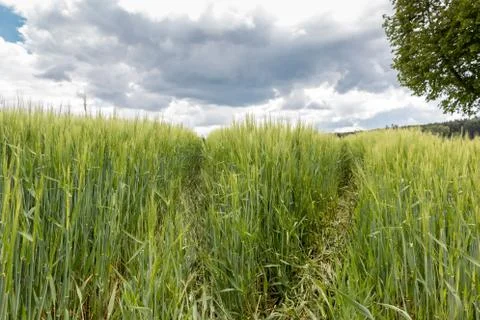 Big grainfields in the middle of the german countryside Stock Photos