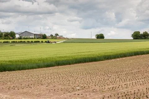 Big grainfields in the middle of the german countryside Stock Photos