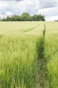 Big grainfields in the middle of the german countryside Stock Photos