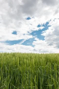 Big grainfields in the middle of the german countryside Stock Photos