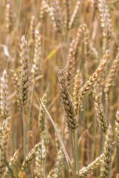 Big grainfields in the middle of the german countryside Stock Photos