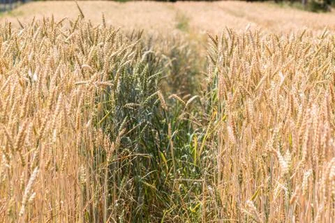 Big grainfields in the middle of the german countryside Stock Photos