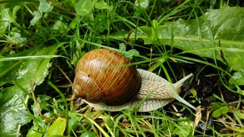 Big Grape Snail Stock Footage 201208872