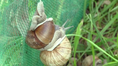 Big grape snail in shell crawling, summer day in garden Video stock 115520238