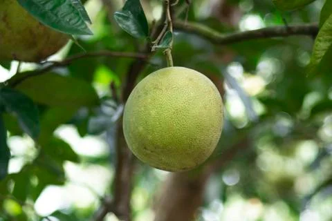 The Big Grapefruit Nuts. Sometimes these are sweet and sour to taste. Stock Photos