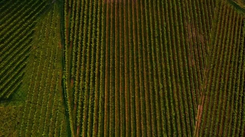 Big grapevine Stock Footage 249871319