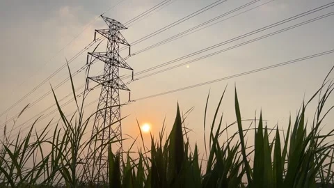 Big grass between power tower and sun Stock Footage 306137612