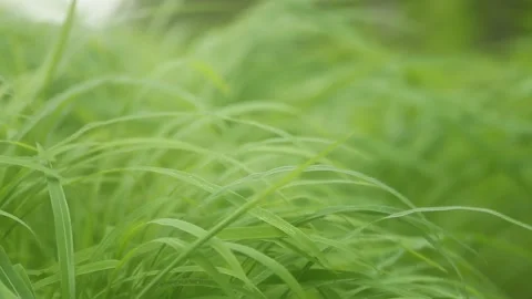 Big grass Stock Footage 134985805