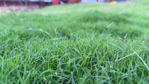 Big grass in the lawn Stock Footage 313917410