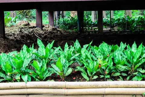 The big grass Stock Photos