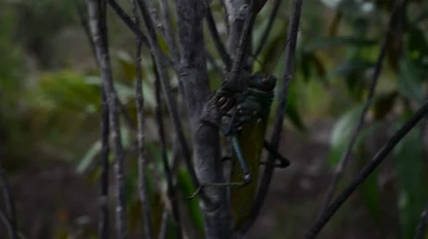 A big grasshopper climbing up a branch Stock Footage 58630785