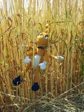 Big  GRASSHOPPER  in  CORNFIELD Stock Photos