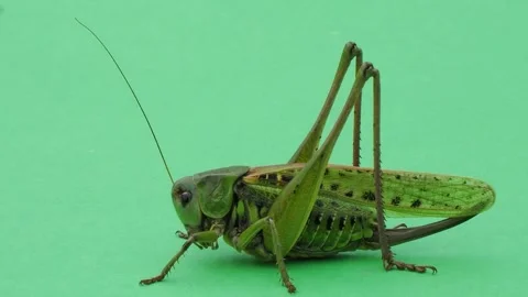 Big grasshopper on green screen Stock Footage 304901817