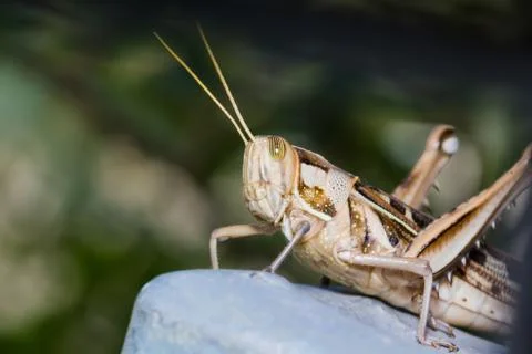 Big grasshopper Stock Photos