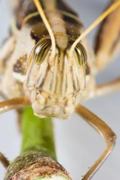Big grasshopper Stock Photos