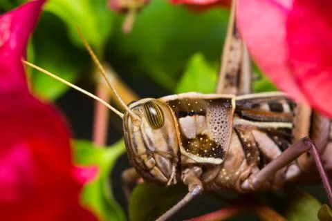 Big grasshopper Stock Photos