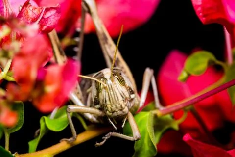 Big grasshopper Stock Photos